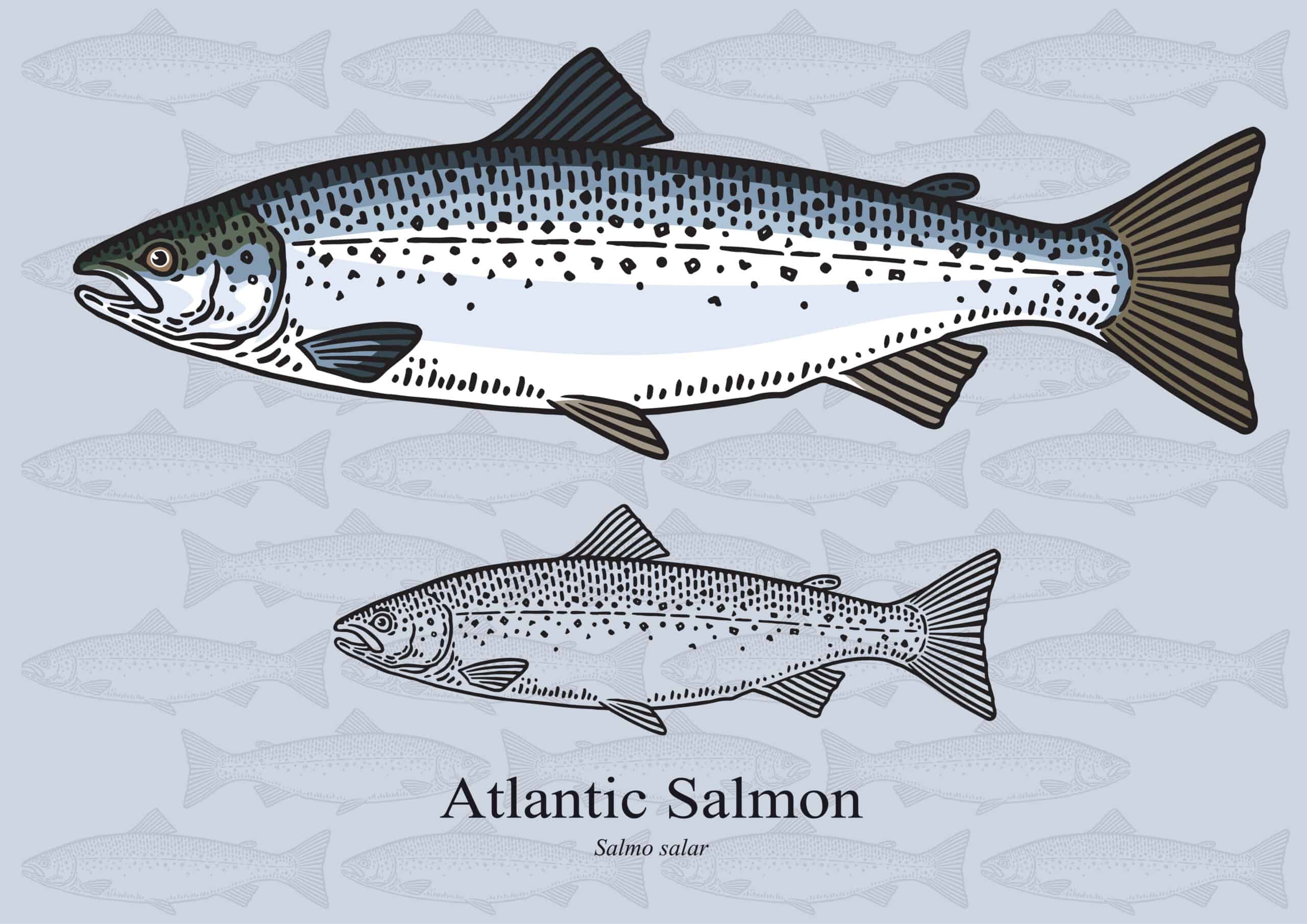 Figure drawing of an Atlantic Salmon in color and black and white.