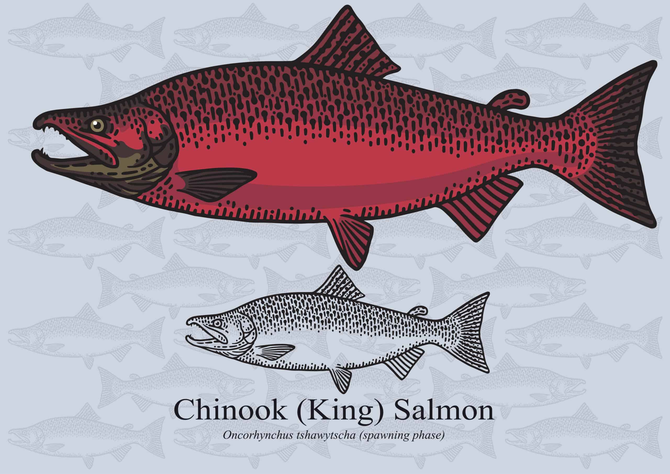 Figure drawing of an king Salmon in color and black and white.