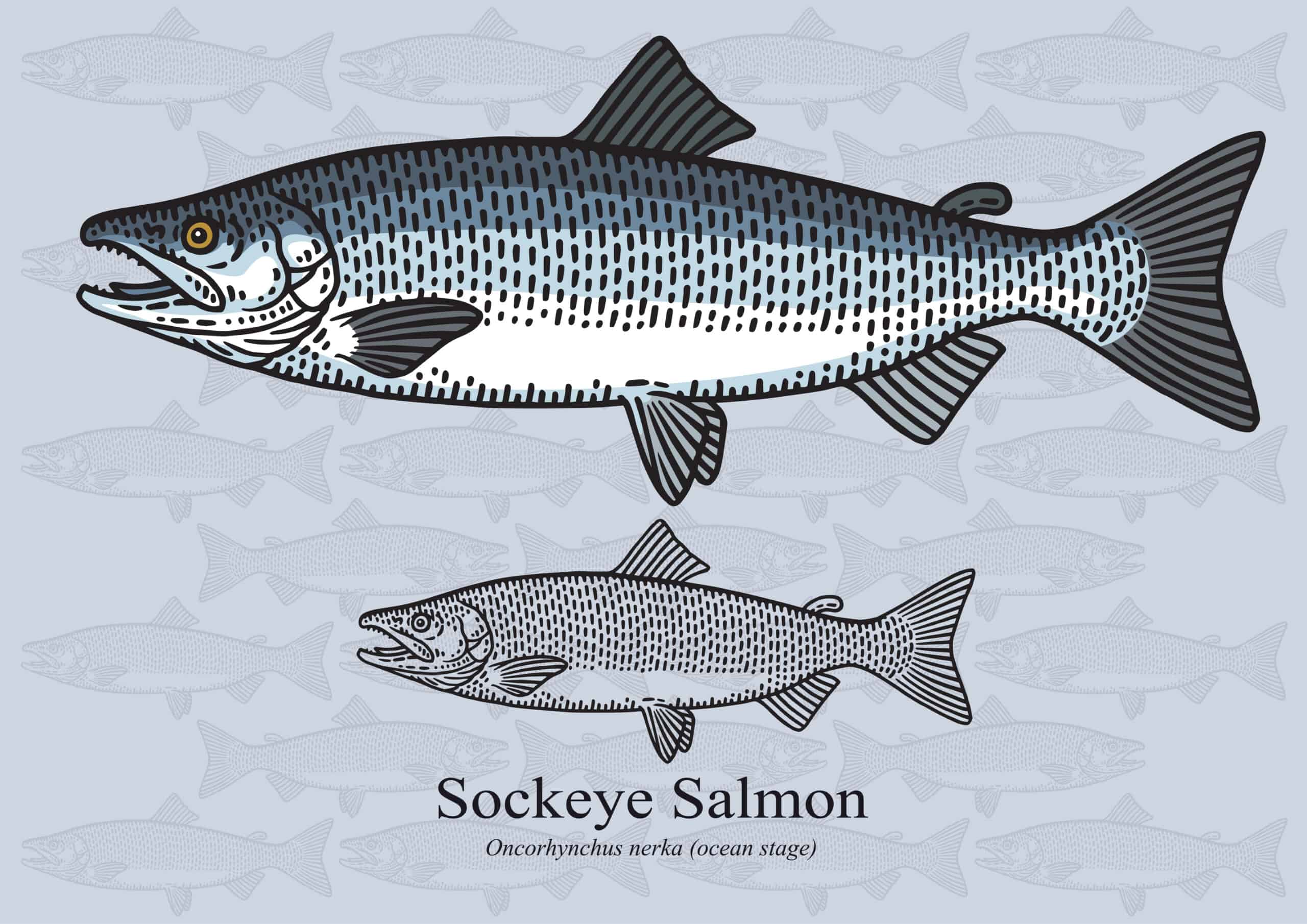 Figure drawing of an Sockeye Salmon in color and black and white.