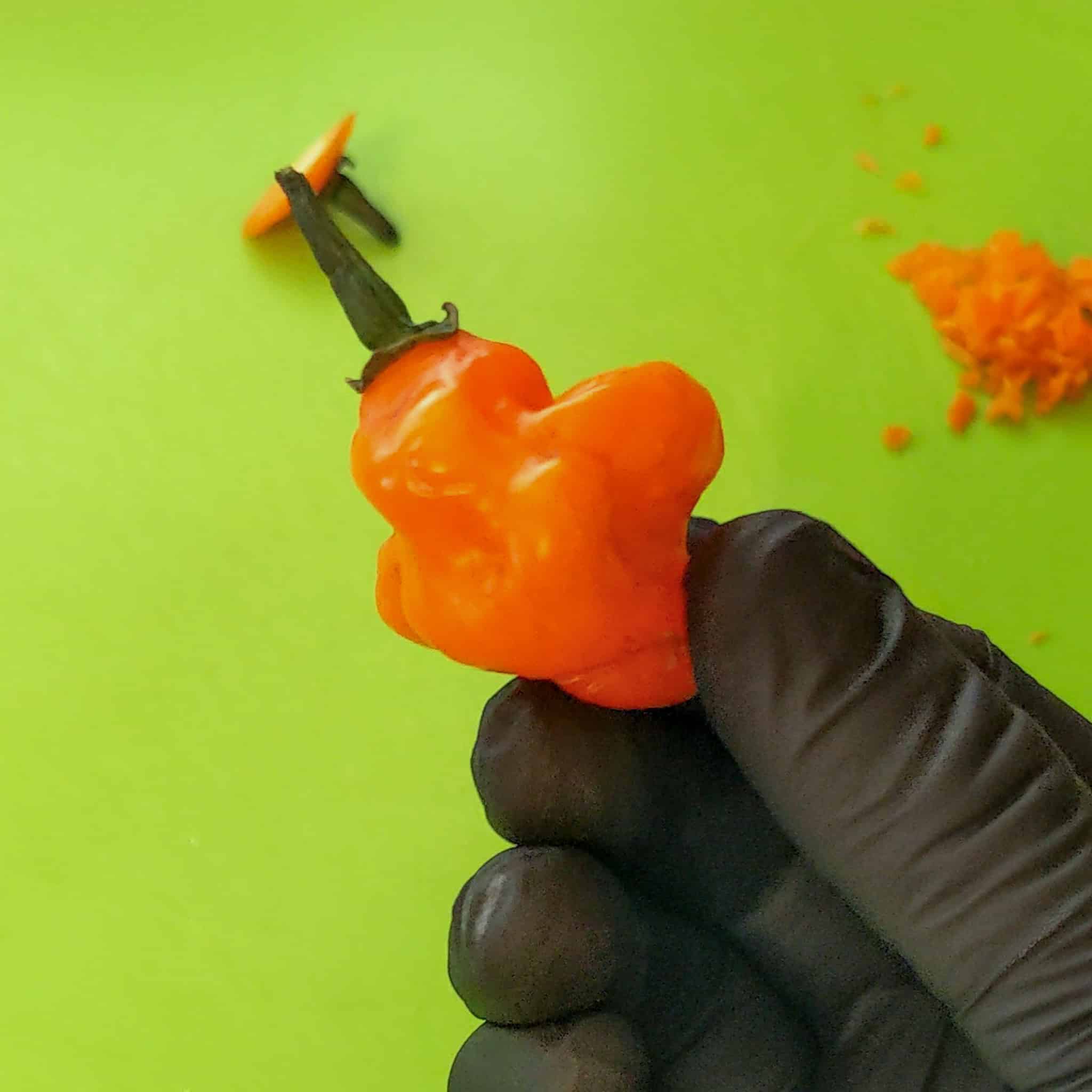 Fresh habanero held in a gloved hand.