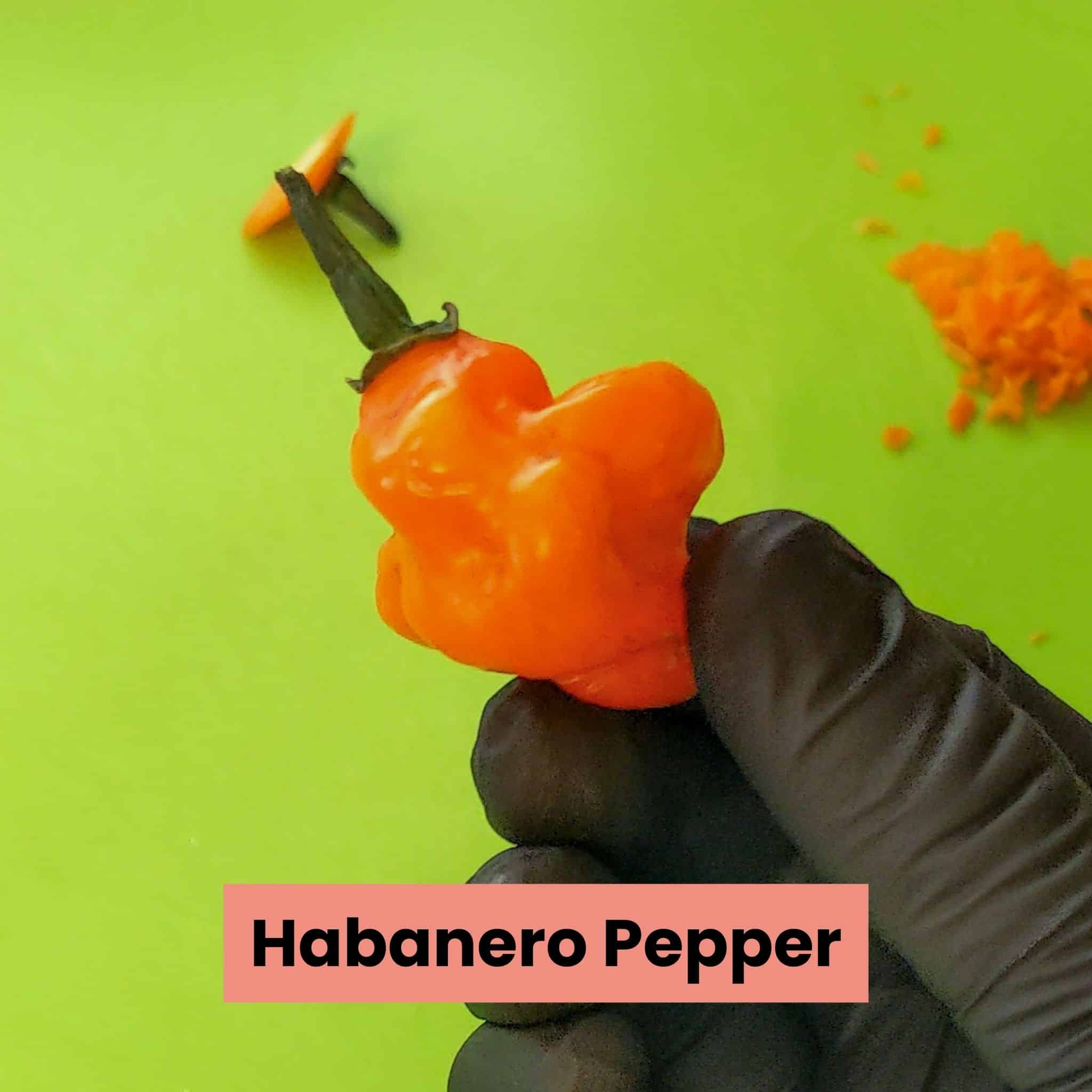 Habanero chili pepper held in a gloved hand.