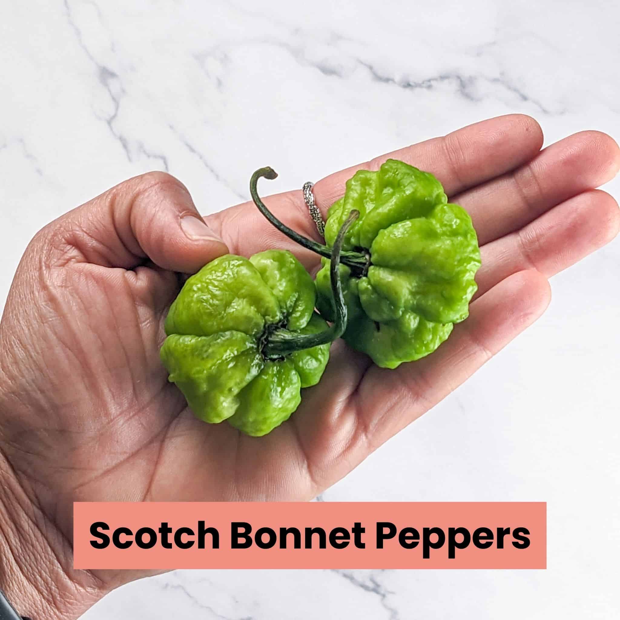 To use Scotch bonnet peppers held in hand.