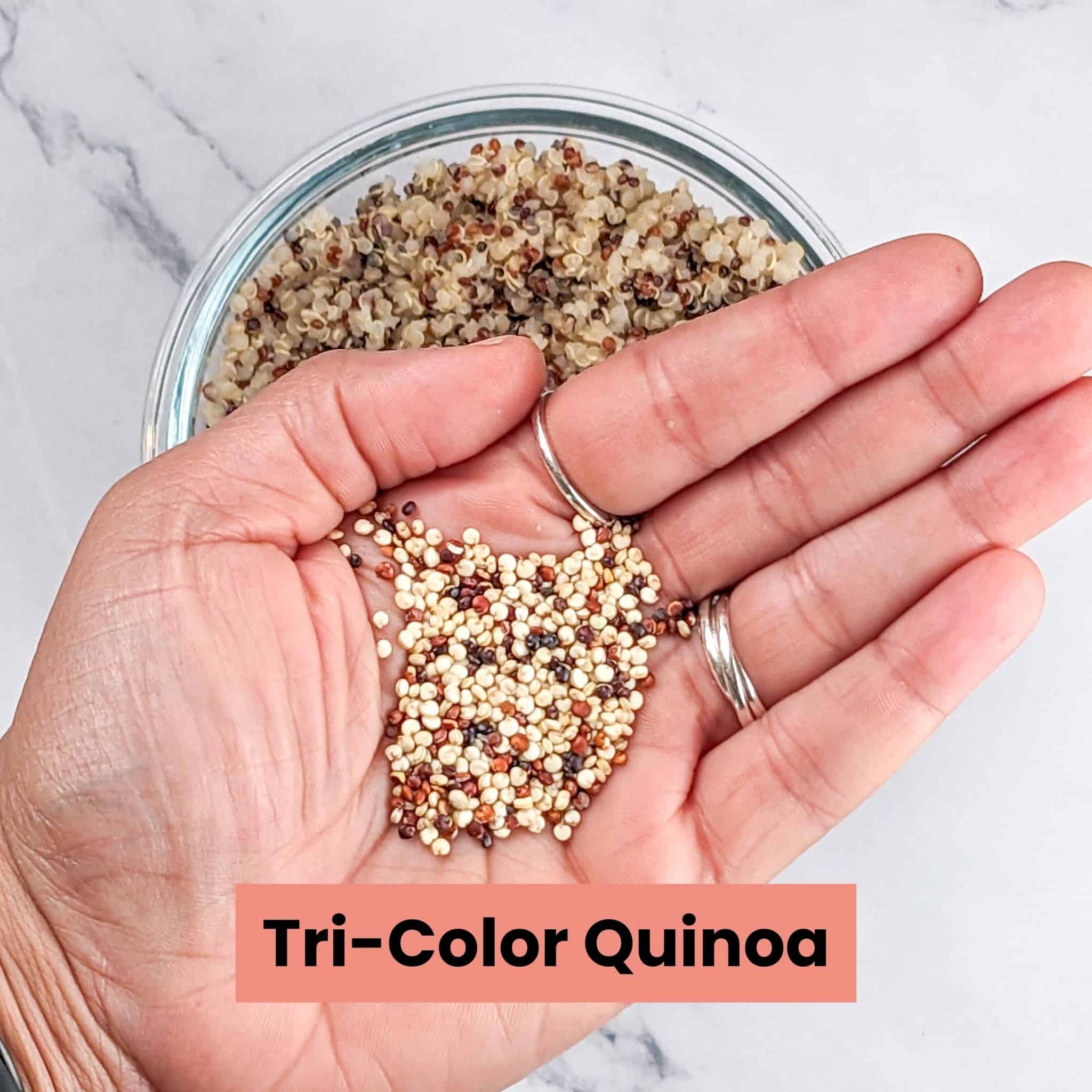 Uncooked tri-coli quinoa held in hand over cooked quinoa in a glass round baking dish.