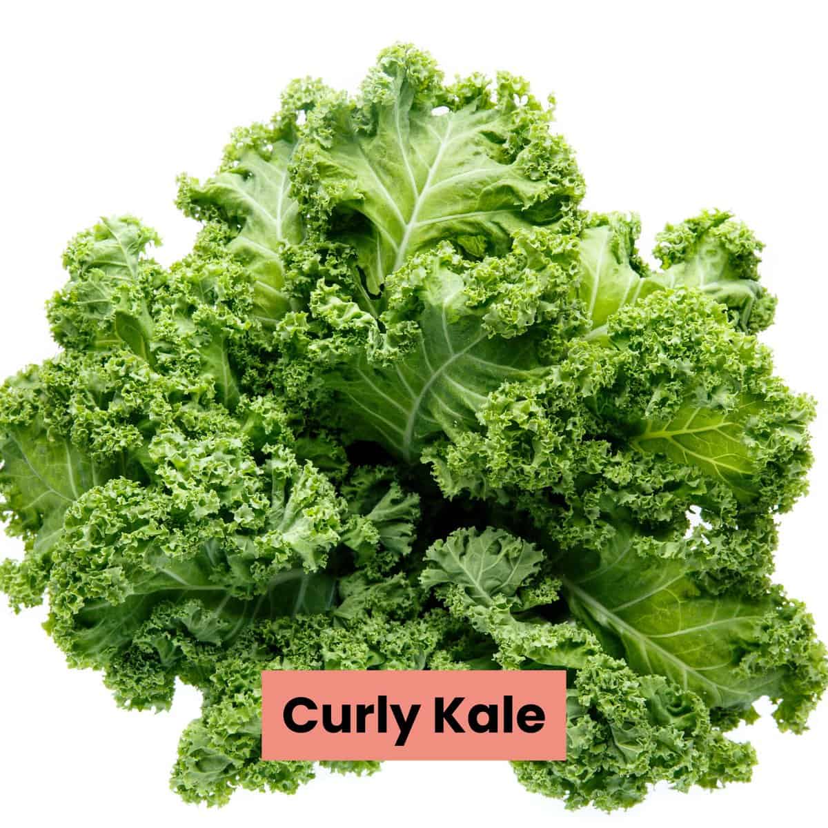 Vibrant curly kale with ruffled green leaves displayed against a clean white background.