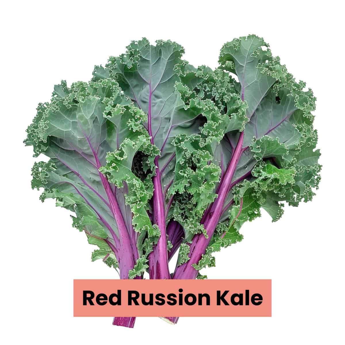 Vibrant Red Russian kale with frilled leaves and purplish-red stems, ideal for healthy dishes.