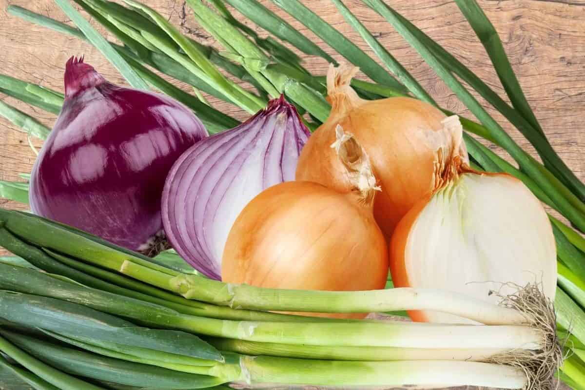 Onion family featured photo of leeks, red onions, white onionk, and scallions.